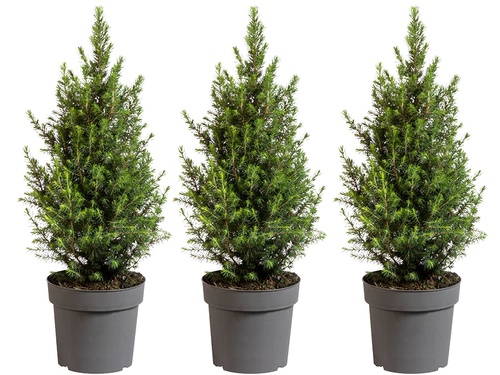 Mini kerstboom: Picea glauca ‘Conica’